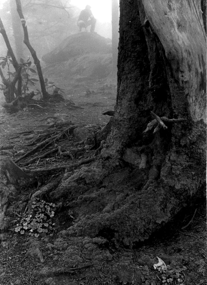 Young Fletch with Tree 3